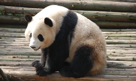 Chengdu im Hochgeschwindigkeitsbahnnetz Chinas