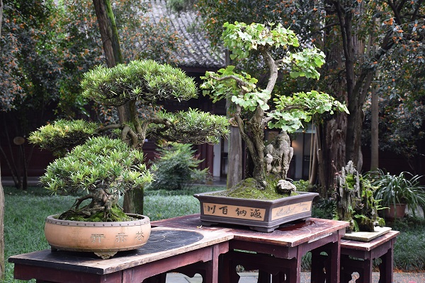 Bonsai-Garten im Park der Strohhütte von Du Fu in Chengdu