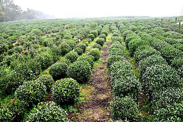 Longjing-Teeplantage in Hangzhou