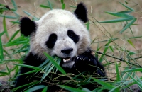 Grosse Pandas in Sichuan