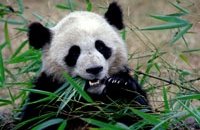 Visafrei in Chengdu, Heimat der Panda