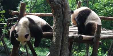 Sichuan Reisen & Große Pandas